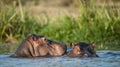 Hippopotamus in the water. The common hippopotamus (Hippopotamus amphibius)