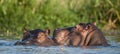 Hippopotamus in the water. The common hippopotamus (Hippopotamus amphibius)