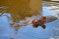 Hippopotamus In the Water Royalty Free Stock Photo