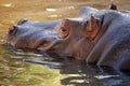 Hippopotamus in water, its natural habitat Royalty Free Stock Photo