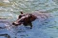 Hippopotamus In water