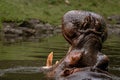 Hippopotamus in water. Portrait of hippopotamus amphibious with open mouth. Hippo. Common hippopotamus. River hippopotamus Royalty Free Stock Photo