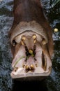 Hippopotamus in the water at the zoo