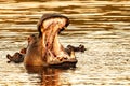 Hippopotamus with a wide open mouth, Okavango delta, Botswana Royalty Free Stock Photo