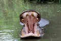 Hippopotamus with widely opened mouth