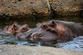 Hippopotamus Wildlife photography