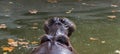 Hippopotamus (hippo) in water. Open big mouth.