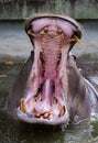 Hippopotamus (hippo) in water. Open the big mouth.