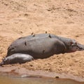 Hippopotamus and young one busking in the sun