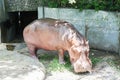 Hippopotamus in the zoo eat grass for living