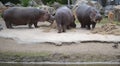 Hippopotamus at the zoo eating plants on cement. Royalty Free Stock Photo