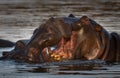 Hippopotamuses fighting in a lake under the sunlight with a blurred background Royalty Free Stock Photo