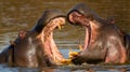 Hippopotamuses fighting in a lake under the sunlight with a blurred background Royalty Free Stock Photo
