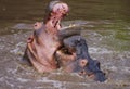 Hippopotamuses fighting in a river, Serengeti Royalty Free Stock Photo