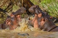 Hippopotamuses Fighting Royalty Free Stock Photo