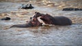 Hippopotamuses fighting in the water in Masai Mara, Kenya Royalty Free Stock Photo