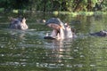 Hippopotamuses in the lake