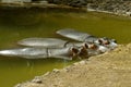 Hippopotamuses Royalty Free Stock Photo