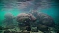 hippopotamuses living in a pool of the Mzima Springs-004