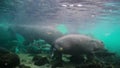 hippopotamuses living in a pool of the Mzima Springs-006