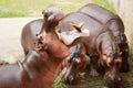 Hippopotamuses open mouth eat food in the zoo