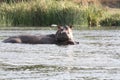 Hippopotamuses playing in the lake Royalty Free Stock Photo