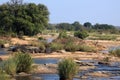 Hippopotamuses in Sabie river, Kruger National Park, South Africa
