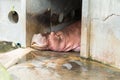 Hippopotamuses sleeping at the Dusit Zoo, Thailand