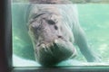 Hippopotamuses sleeping underwater at the Dusit Zoo, Thailand