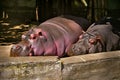 Hippopotamuses sleeping zoo