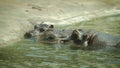 2 hippopotamuses in water 4K