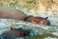 Hippopotamuses Royalty Free Stock Photo