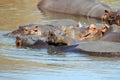 Hippos