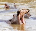 Hippos