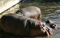 Hippos #2 Royalty Free Stock Photo