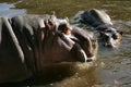Hippos Royalty Free Stock Photo