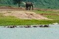 Hippos and African Elephant Royalty Free Stock Photo