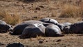 Hippos around a watering hole