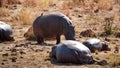 Hippos around a watering hole
