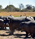 Hippos baking in the sun after a mud bath Royalty Free Stock Photo