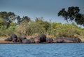 Hippos on bank in Okvango Delta Royalty Free Stock Photo