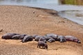Hippos are basking in the sun on the sandy bank