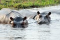 Hippos in Chobe National Park, Botswana