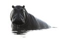 Hippo in the Chobe River Royalty Free Stock Photo