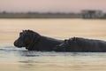 Hippos in the Chobe River. Royalty Free Stock Photo