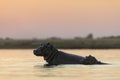 Hippos in the Chobe River Royalty Free Stock Photo