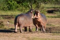 Hippos confront each other with open mouths