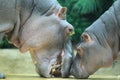 Hippos Royalty Free Stock Photo