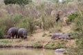 Hippos and elephants on the bank of the Ewaso Nyiro River
