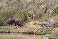 Hippos and elephants on the river bank